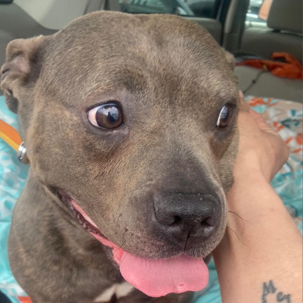 Marley, a Adoptable Pit Bull Terrier in Pahrump, NV image 1/4