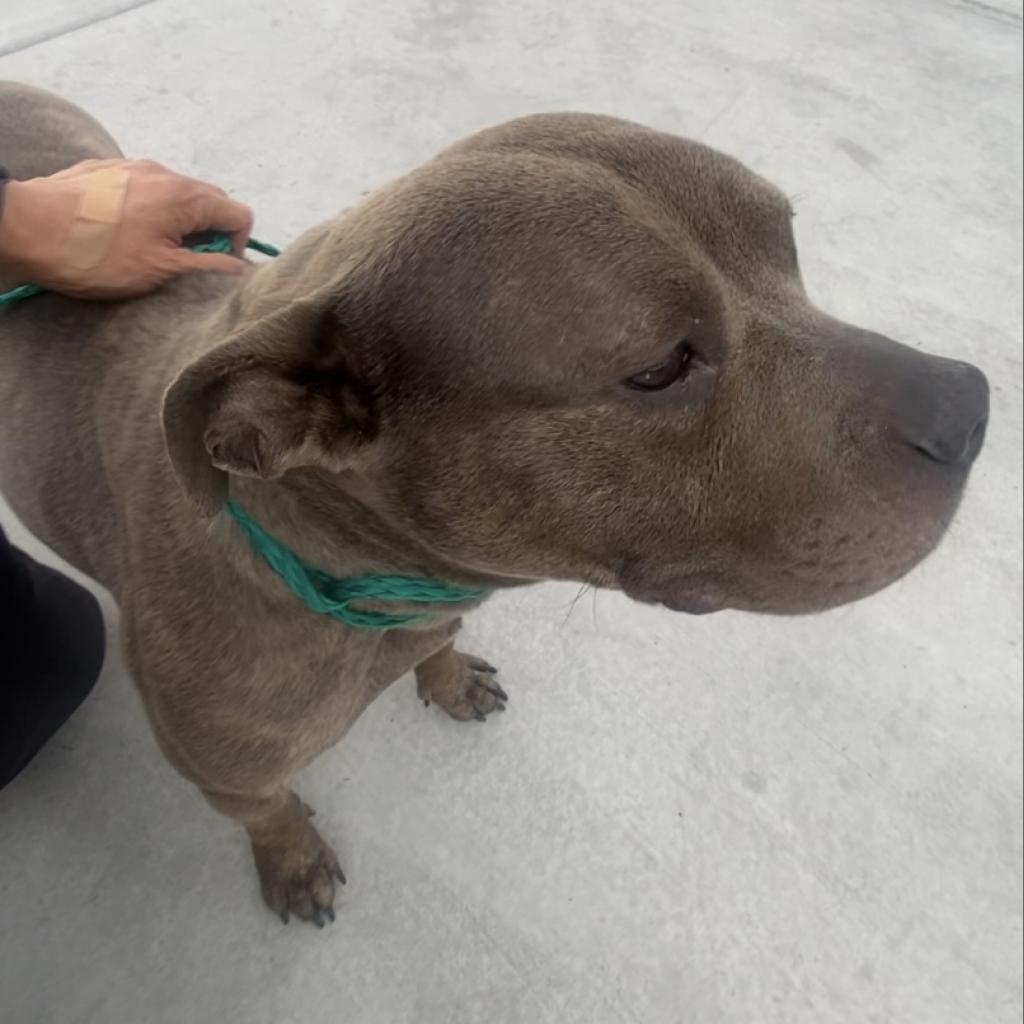 Marley, a Adoptable Pit Bull Terrier in Pahrump, NV image 2/4