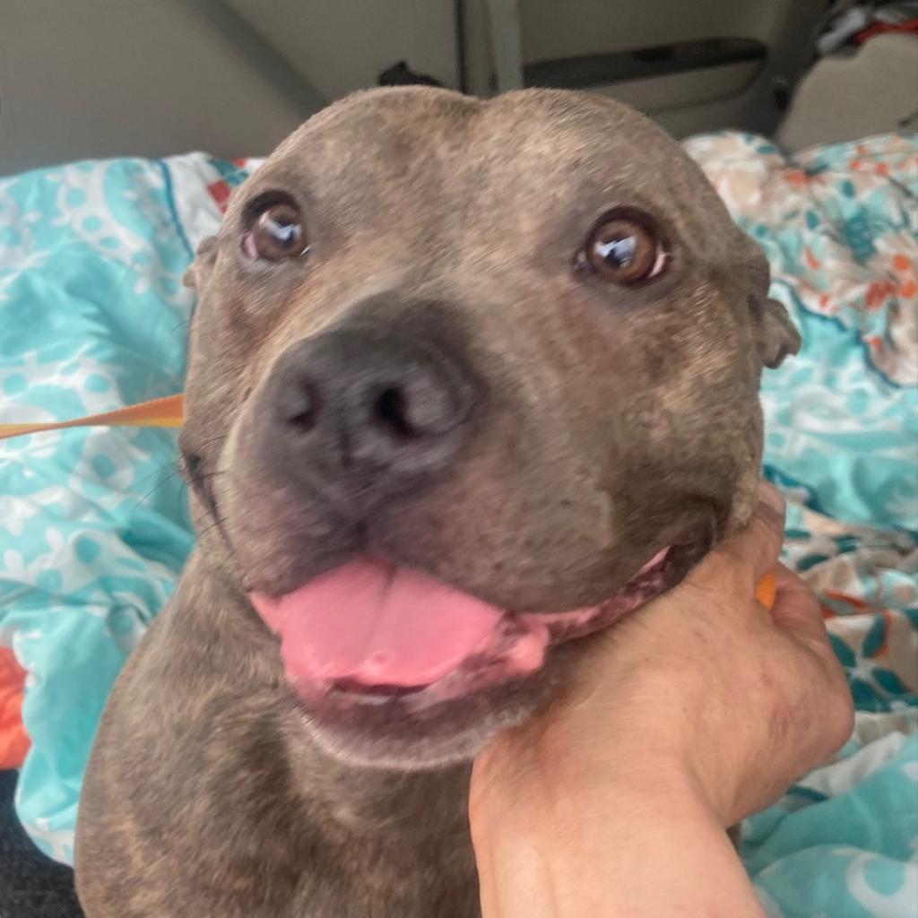 Marley, a Adoptable Pit Bull Terrier in Pahrump, NV image 3/4