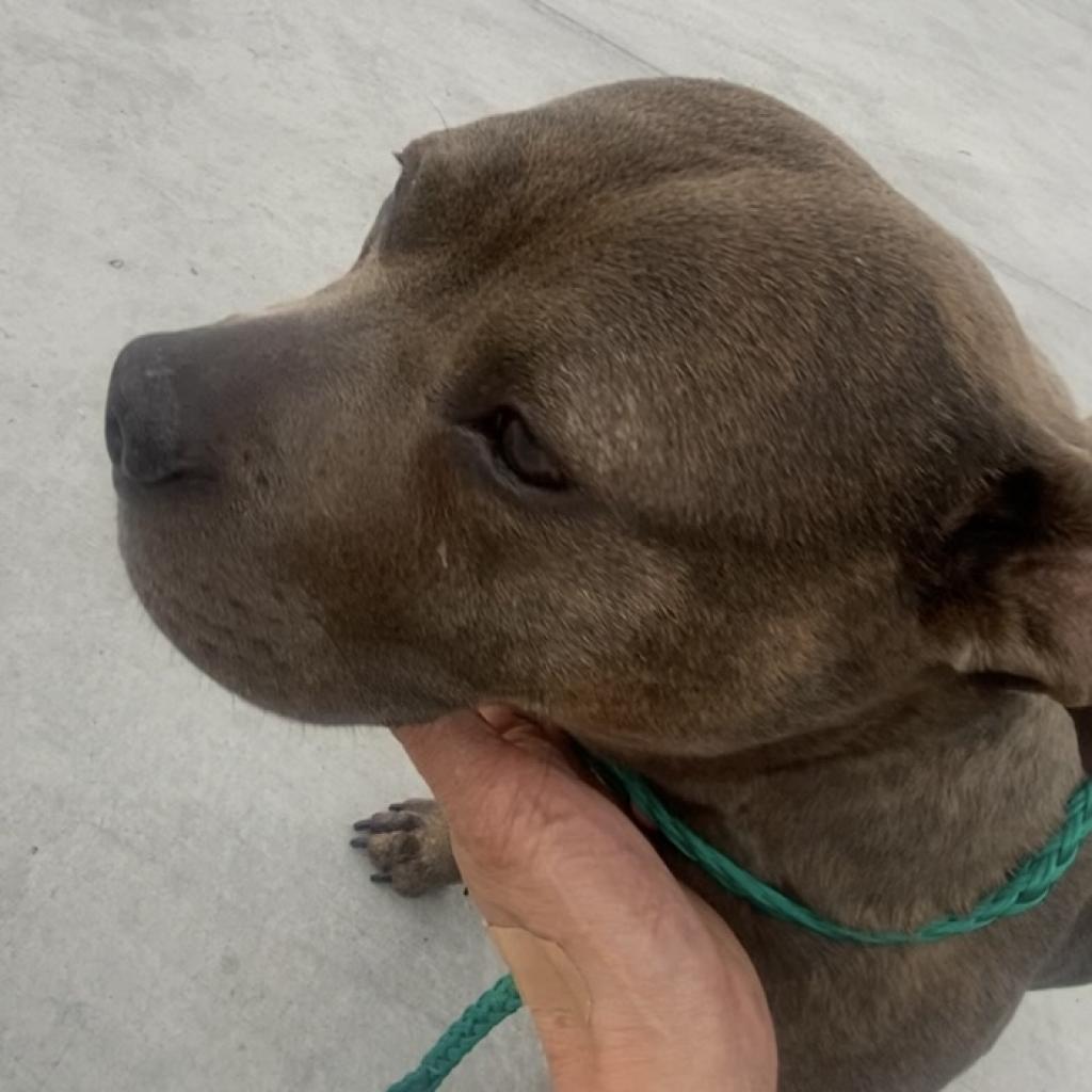 Marley — thumbnail 4