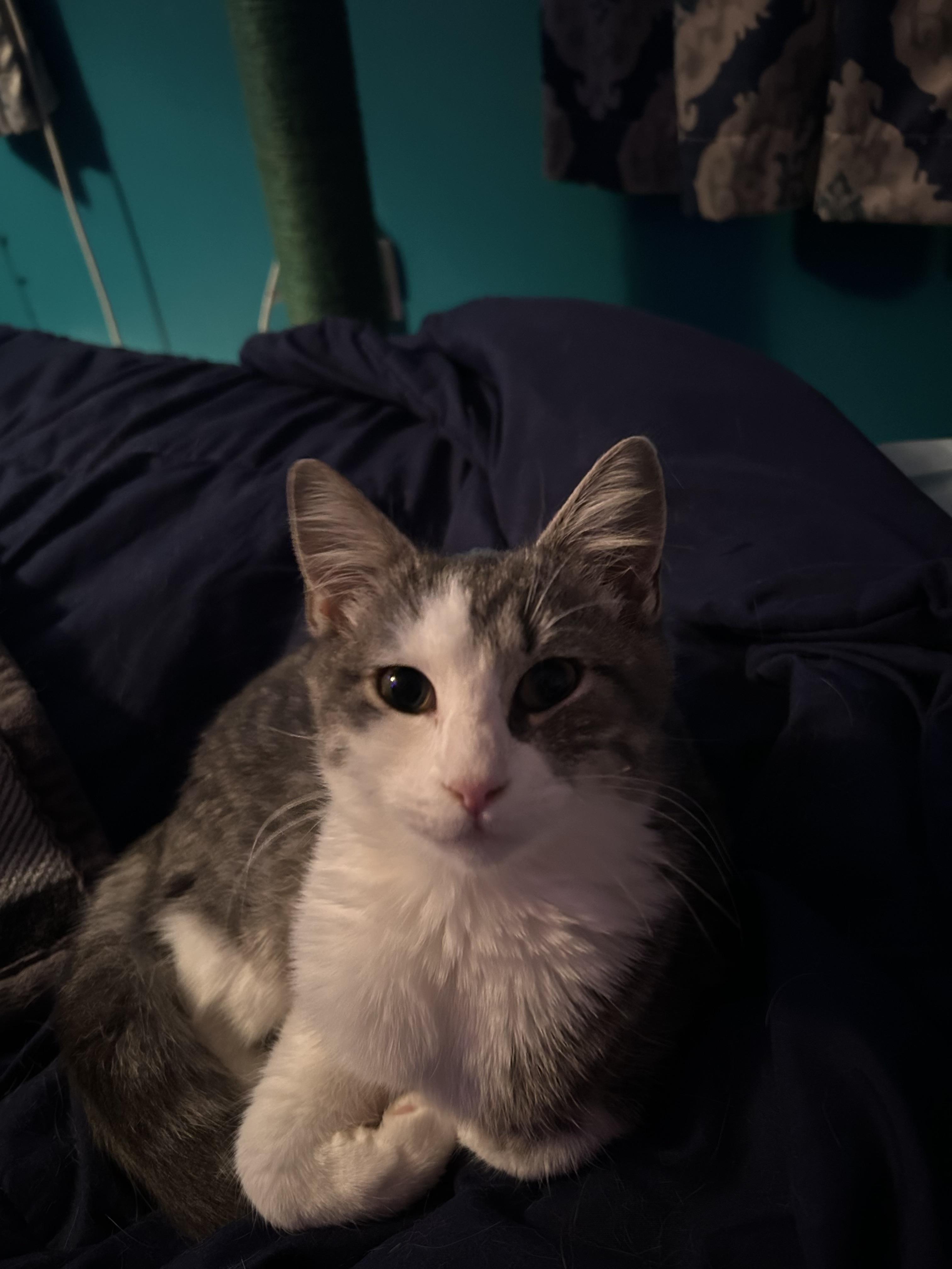 Enlarge Leena, a Adopted mixed breed in BREINIGSVILLE, PA image 1/6