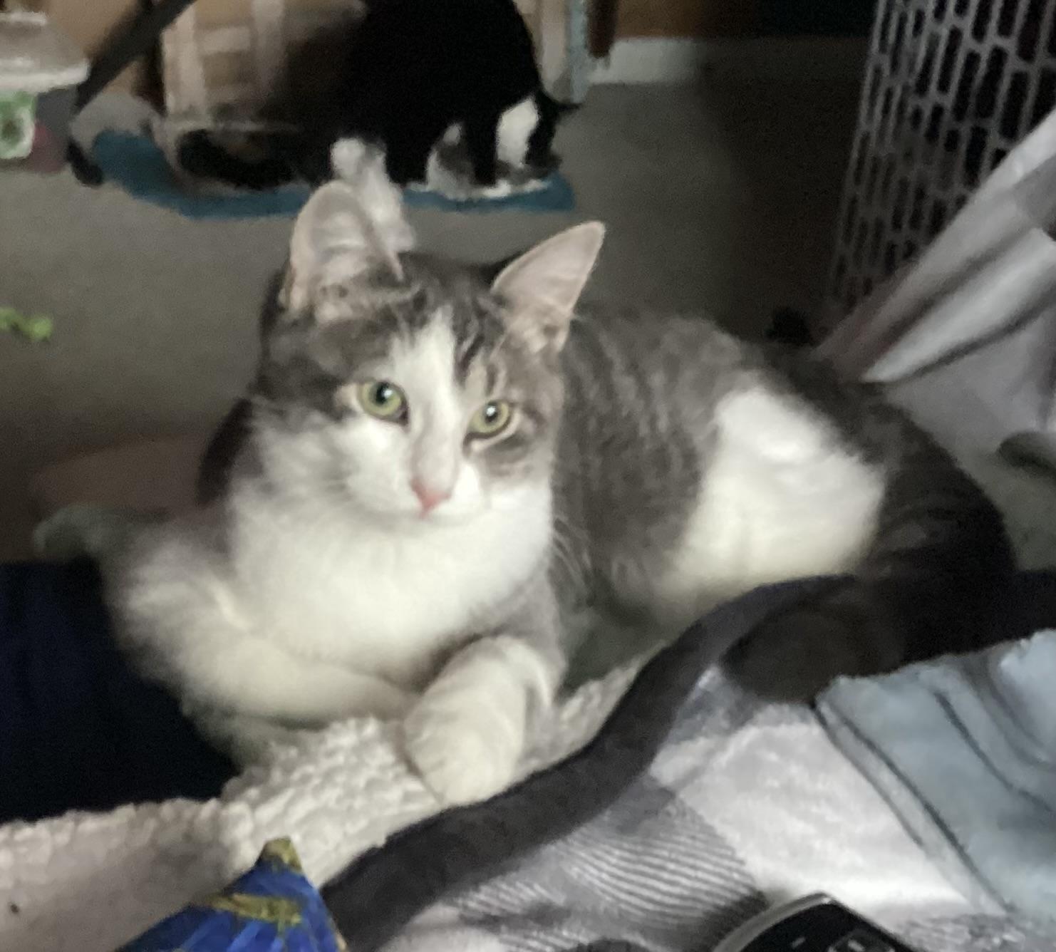 Enlarge Leena, a Adopted mixed breed in BREINIGSVILLE, PA image 3/6