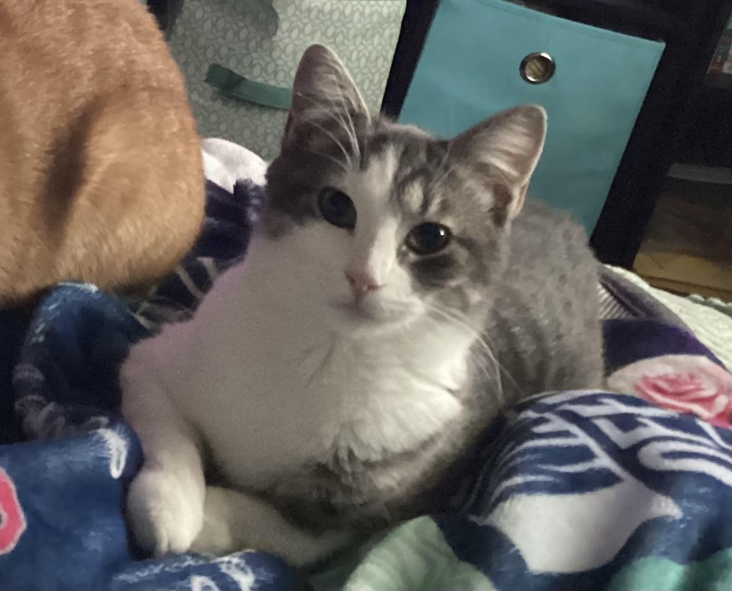 Enlarge Leena, a Adopted mixed breed in BREINIGSVILLE, PA image 4/6