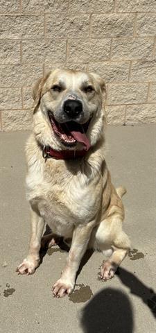 Enlarge RANGER, a Adoptable mixed breed in Dayton, OH image 1/1