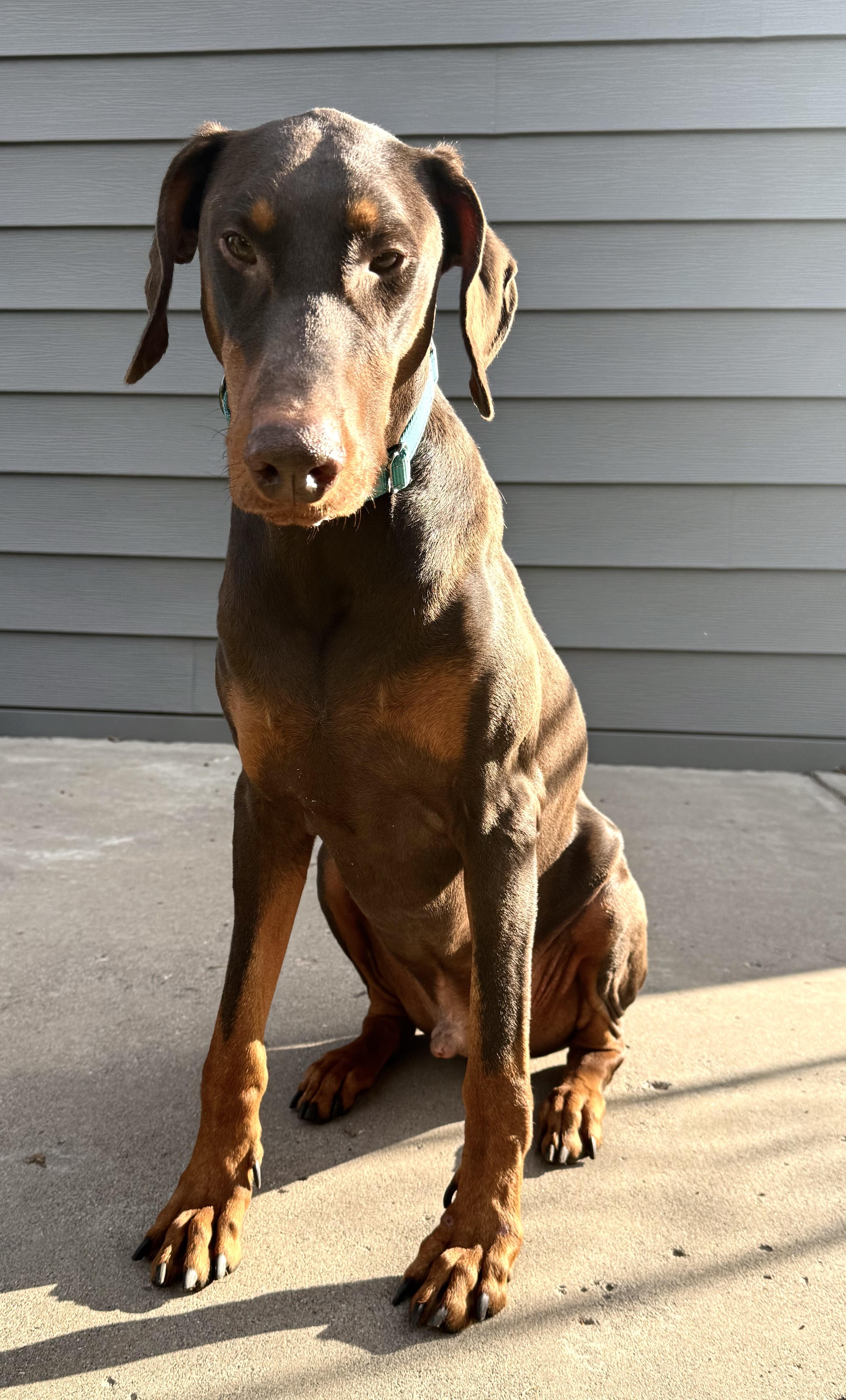 Andrew, a ADOPTABLE Doberman Pinscher in St. Paul, MN image 6/6