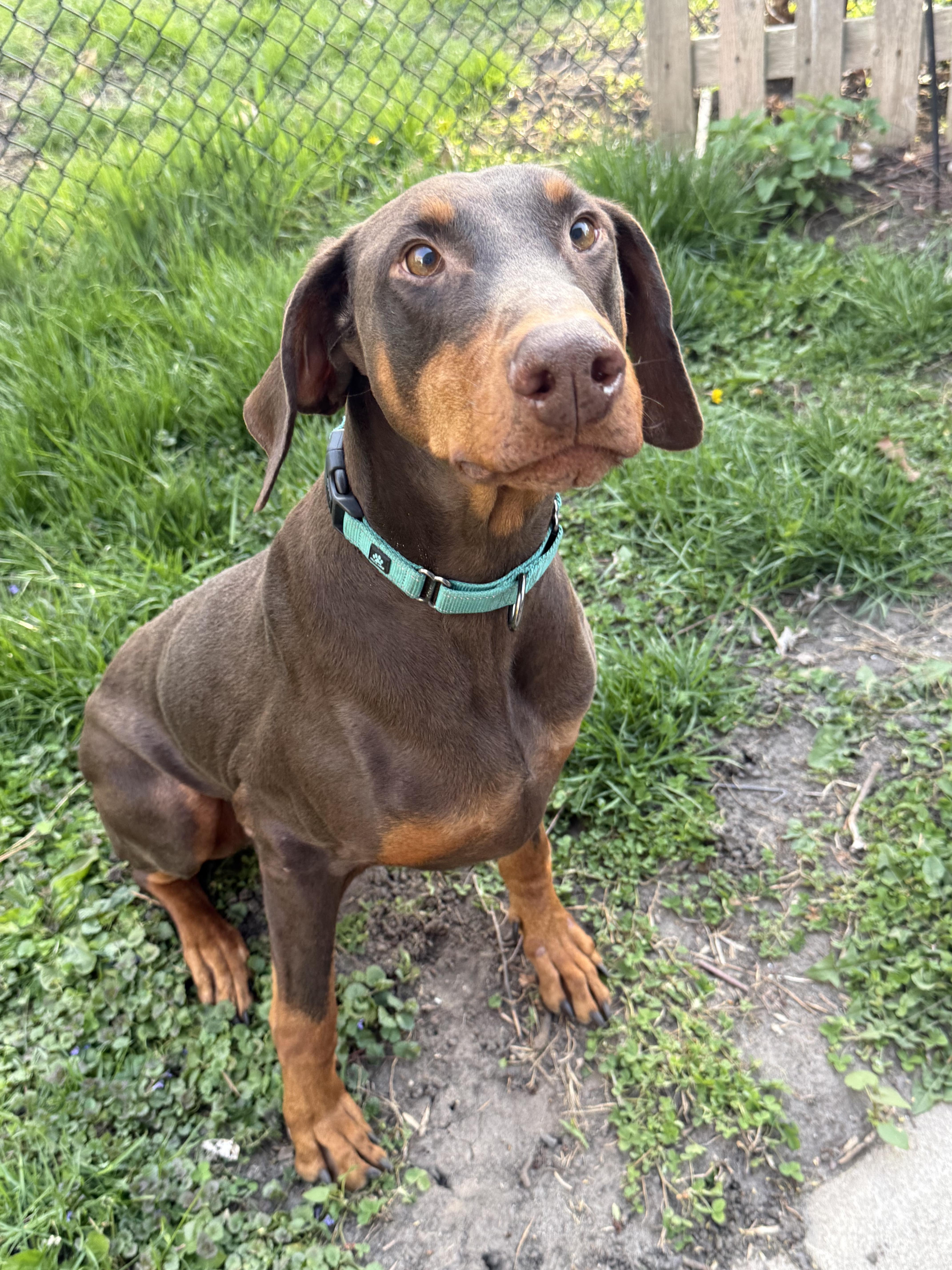 Andrew, ADOPTABLE, Adult Male Doberman Pinscher.