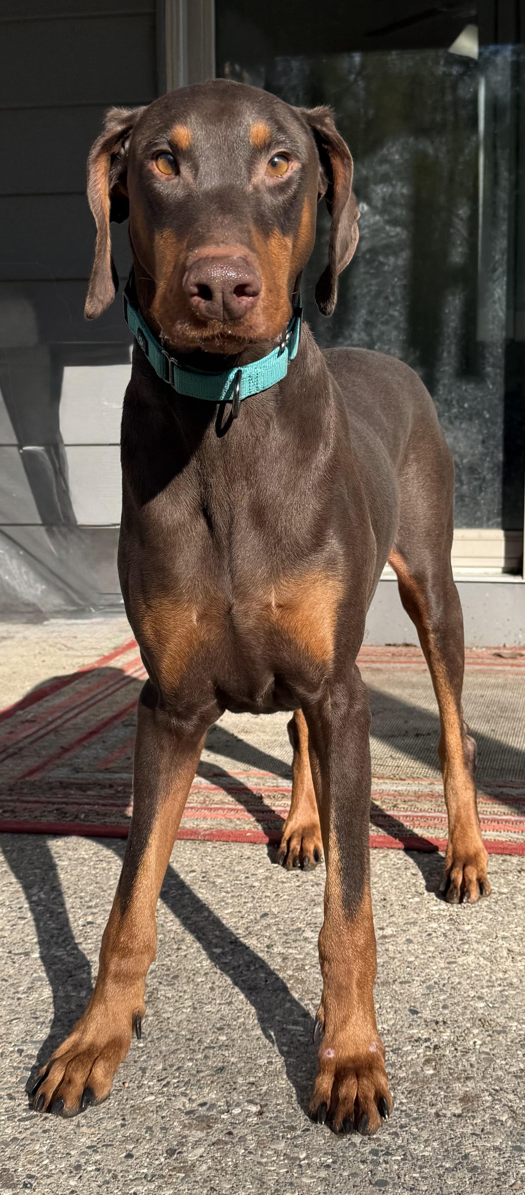 Andrew, a ADOPTABLE Doberman Pinscher in St. Paul, MN image 3/6