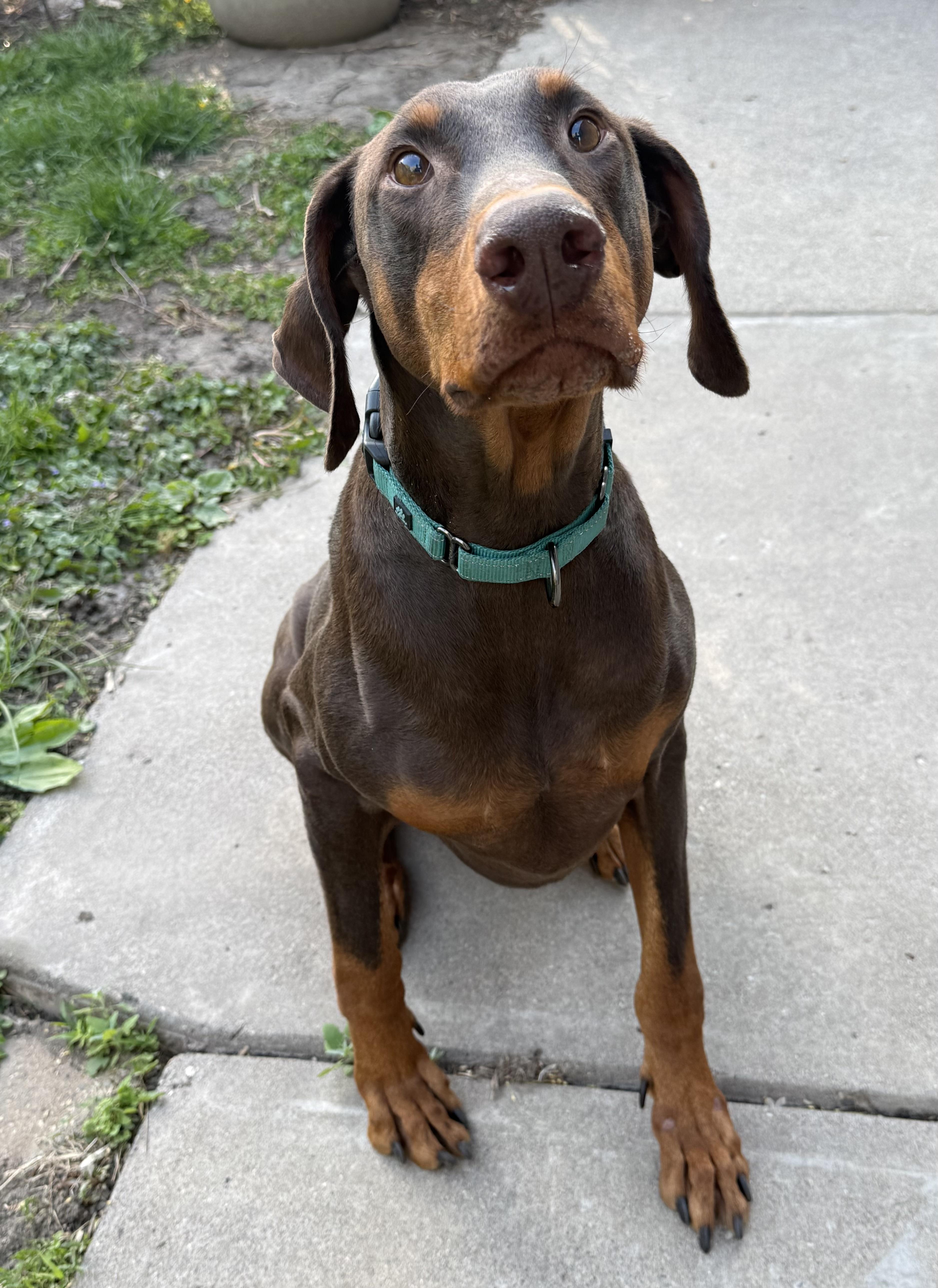 Andrew, ADOPTABLE, Adult Male Doberman Pinscher.