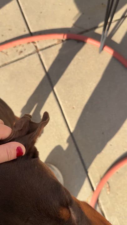 Enlarge Andrew, a ADOPTABLE Doberman Pinscher in St. Paul, MN video 2/6