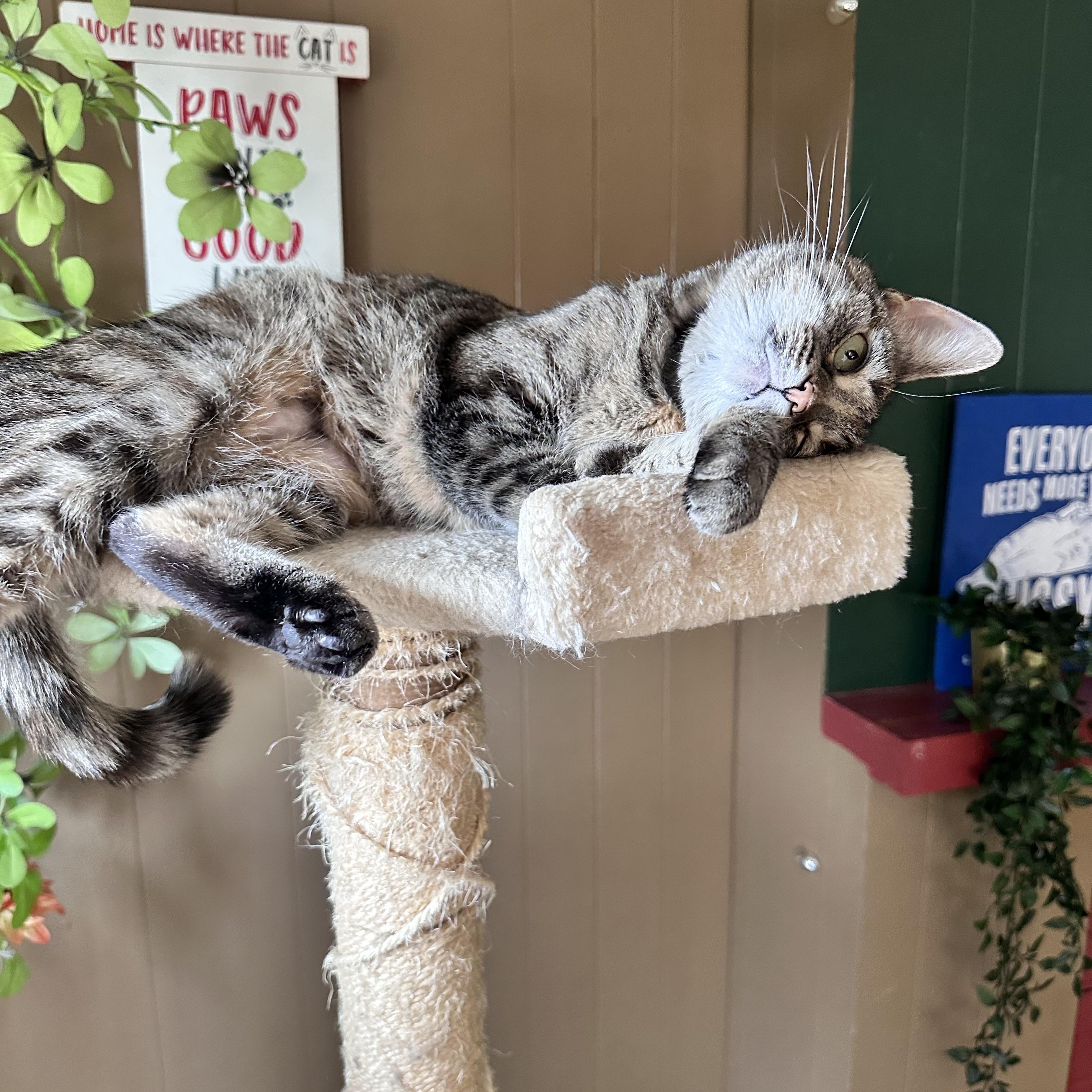 Pandora, Adoptable, Adult Female Bengal & American Shorthair.