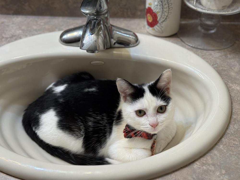 Bogart, Adoptable, Kitten Male Domestic Short Hair.