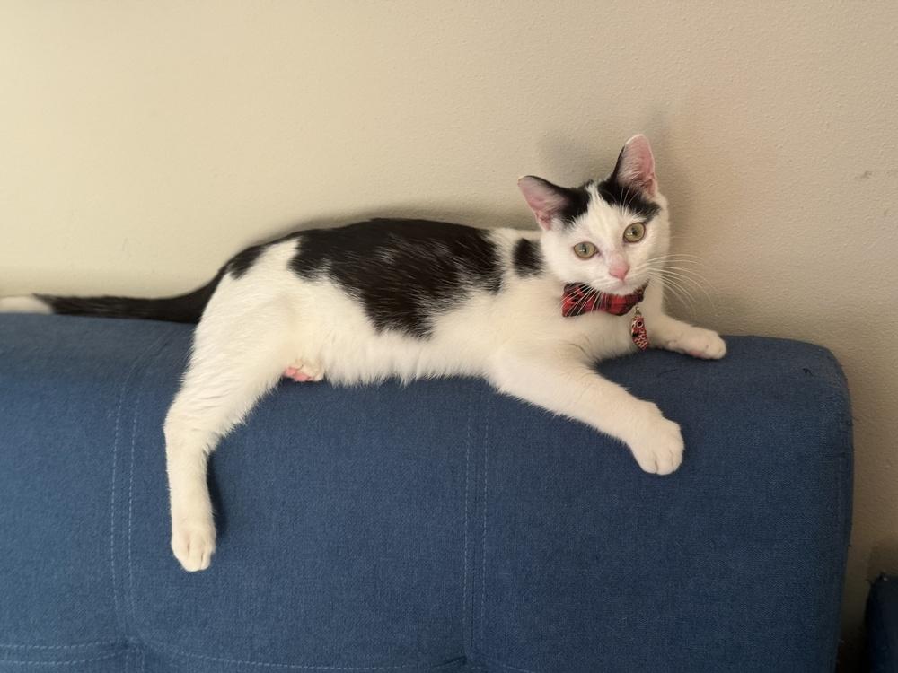 Enlarge Bogart, a Adoptable mixed breed in Union Grove, WI image 2/5