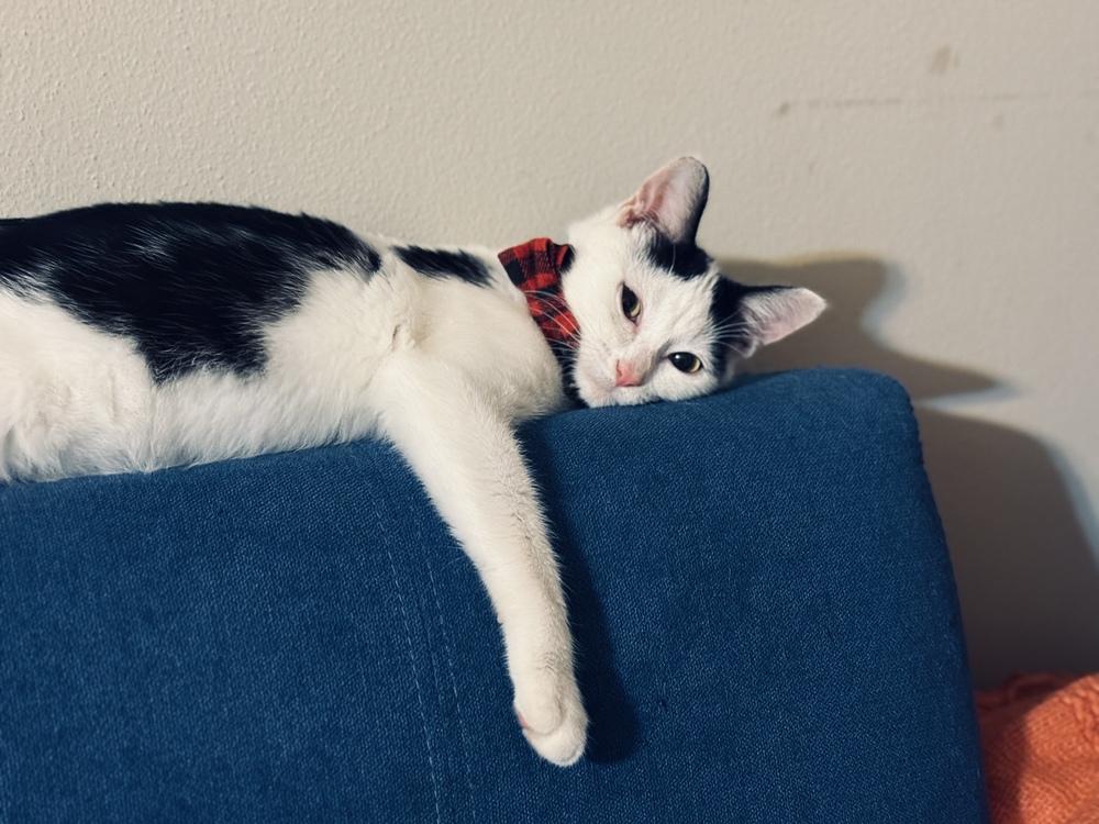 Enlarge Bogart, a Adoptable mixed breed in Union Grove, WI image 4/5