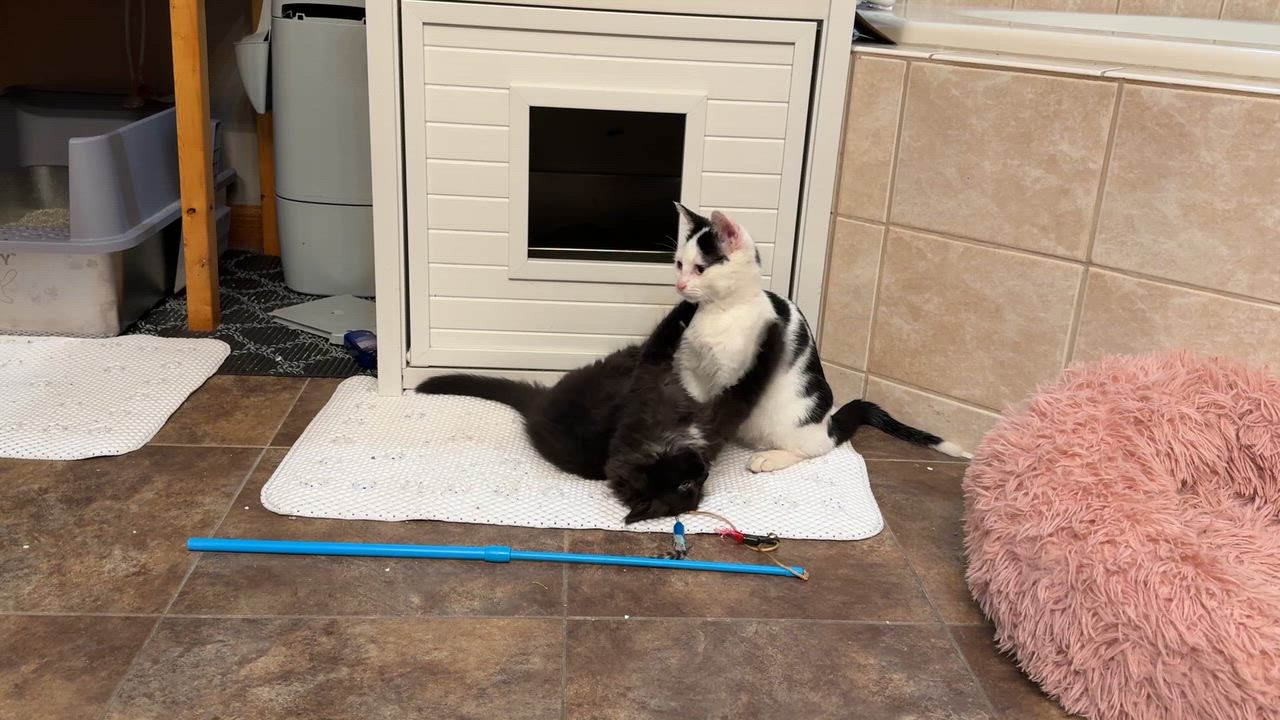 Enlarge Bogart, a Adoptable mixed breed in Union Grove, WI video 5/5