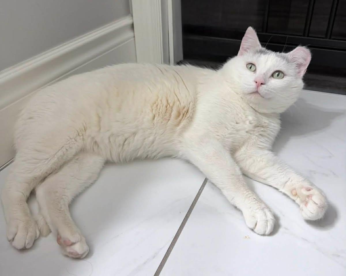 Enlarge Chester, a ADOPTABLE Domestic Short Hair in Stratford, ON image 1/2
