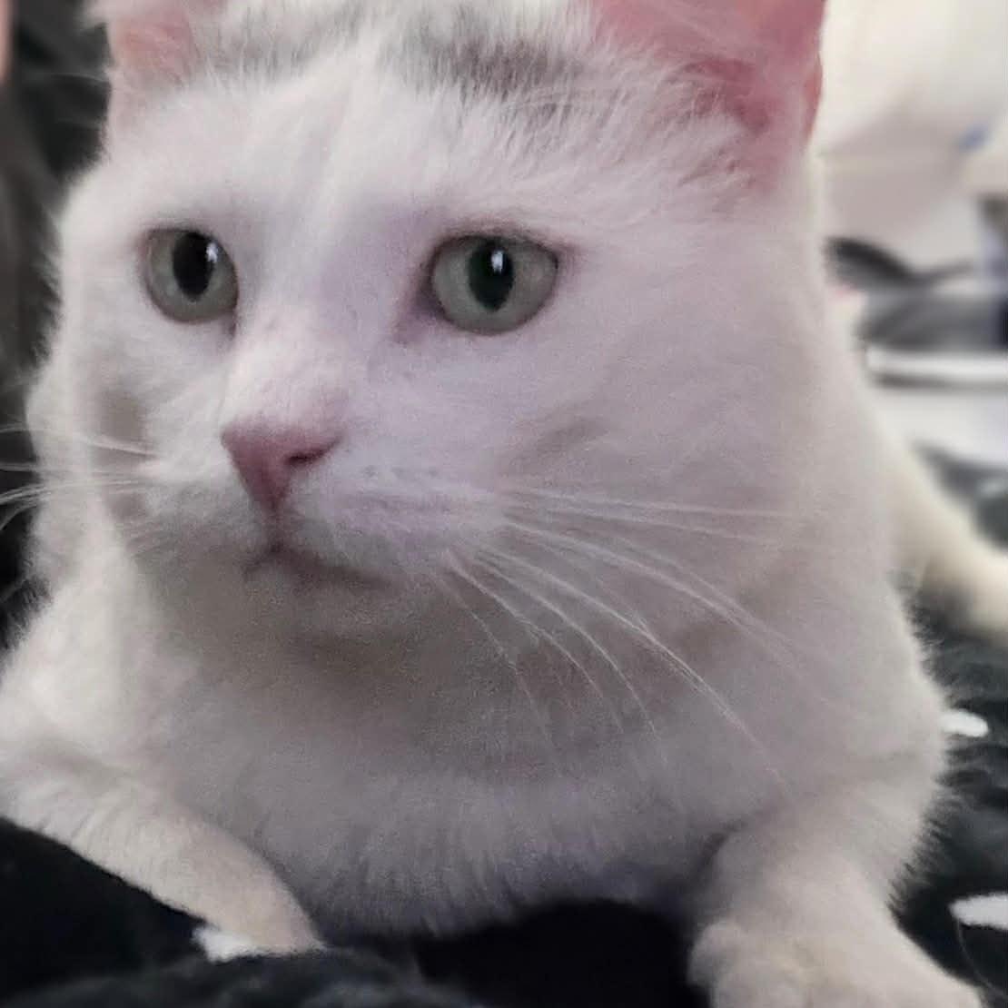 Enlarge Chester, a ADOPTABLE Domestic Short Hair in Stratford, ON image 2/2