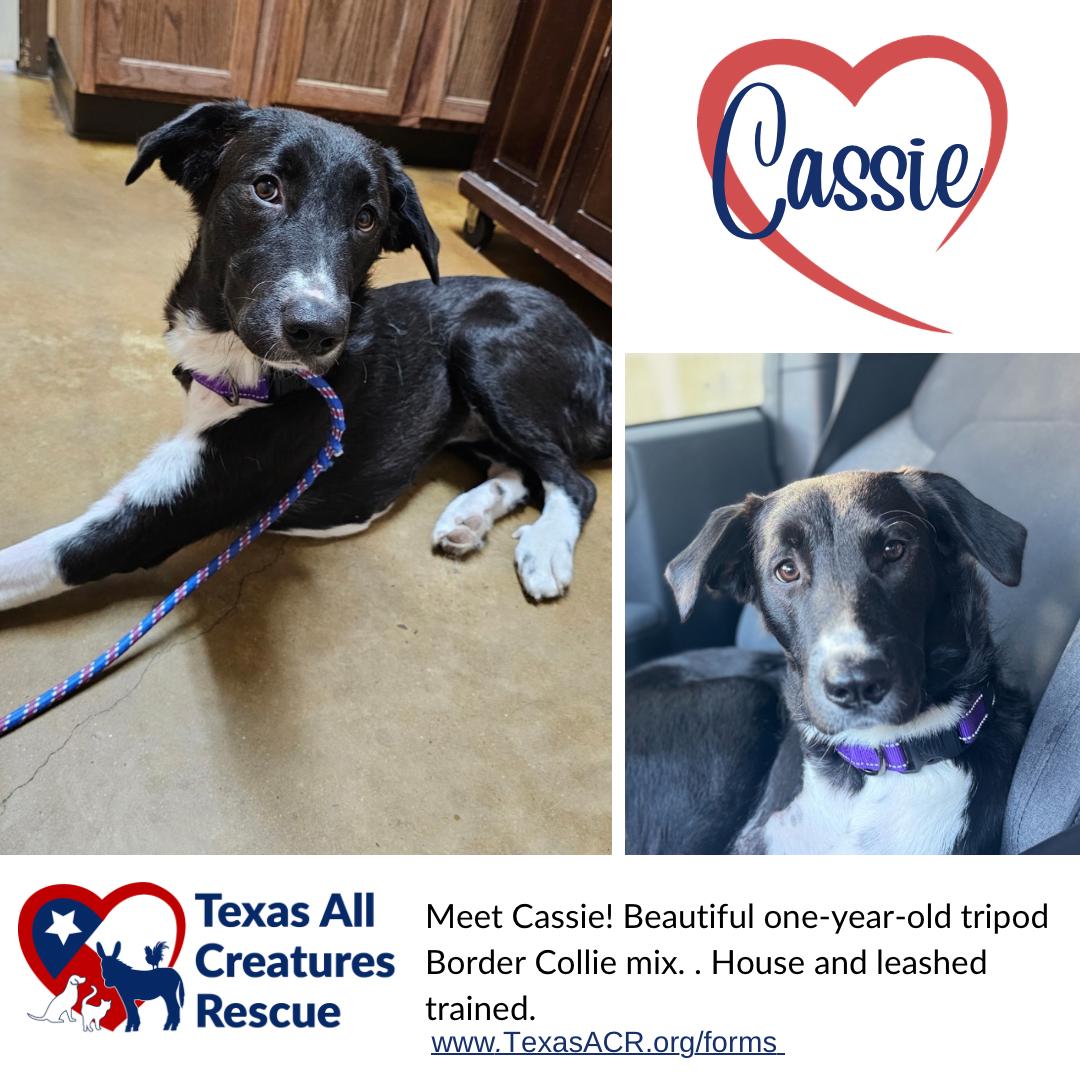 Cassie, Adoptable, Young Female Border Collie.