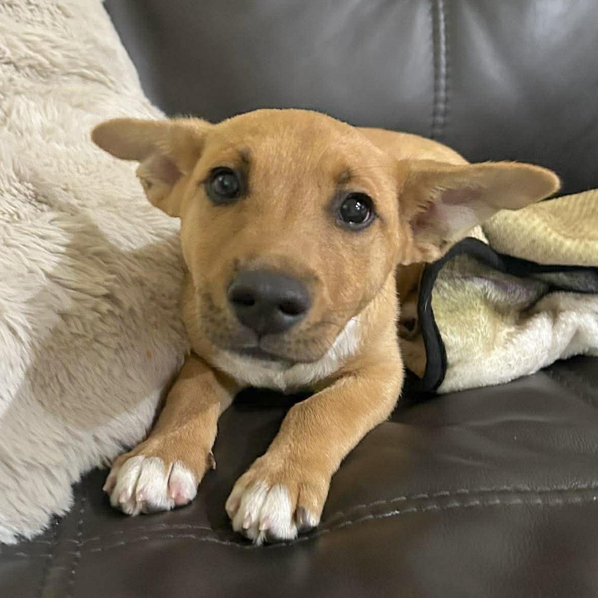 Enlarge Jager, a Adoptable mixed breed in Kennewick, WA image 1/6