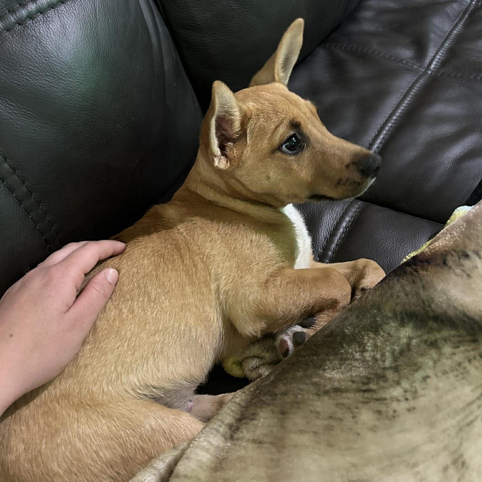 Enlarge Jager, a Adoptable mixed breed in Kennewick, WA image 3/6