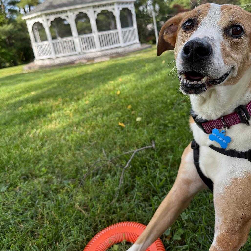 Sunny, a Adoptable mixed breed in Frederick, MD image 1/5