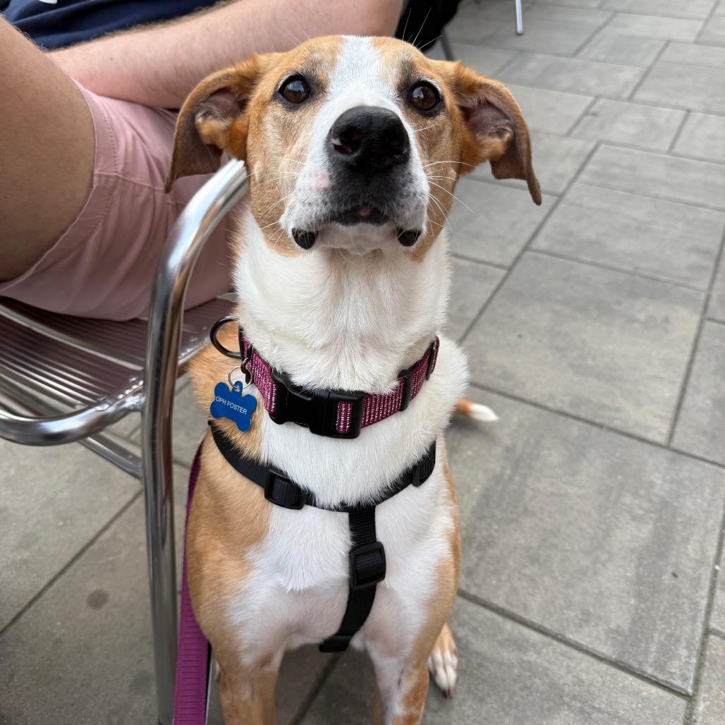 Enlarge Sunny, a Adoptable mixed breed in Frederick, MD image 2/6