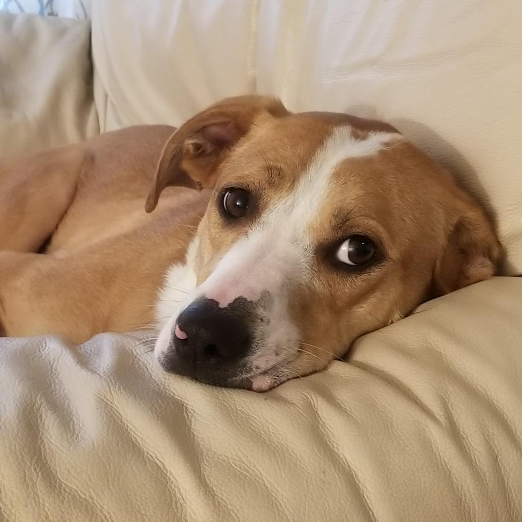 Sunny, Adoptable, Senior Female Hound & Terrier.