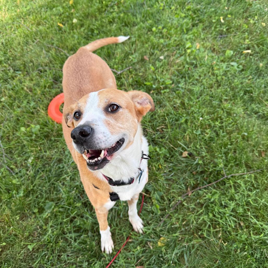 Sunny, a Adoptable mixed breed in Frederick, MD image 3/5