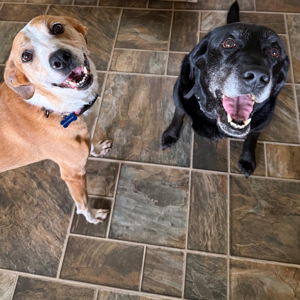 Enlarge Sunny, a Adoptable mixed breed in Frederick, MD image 5/6