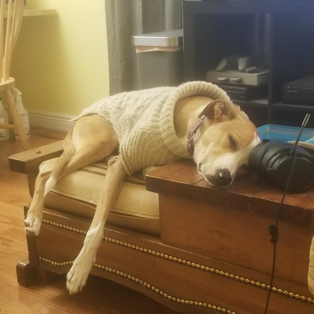 Enlarge Sunny, a Adoptable mixed breed in Frederick, MD image 2/3