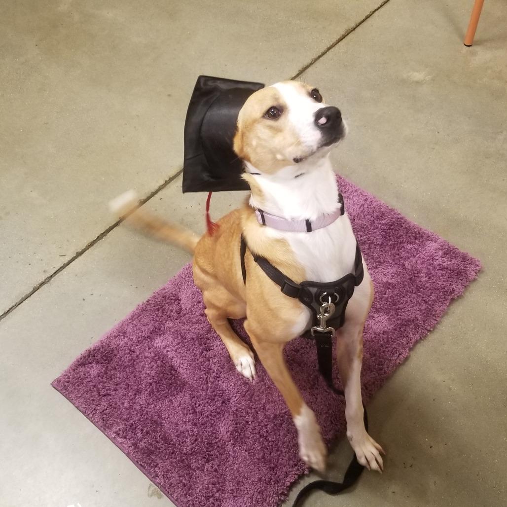 Enlarge Sunny, a Adoptable mixed breed in Frederick, MD image 3/3