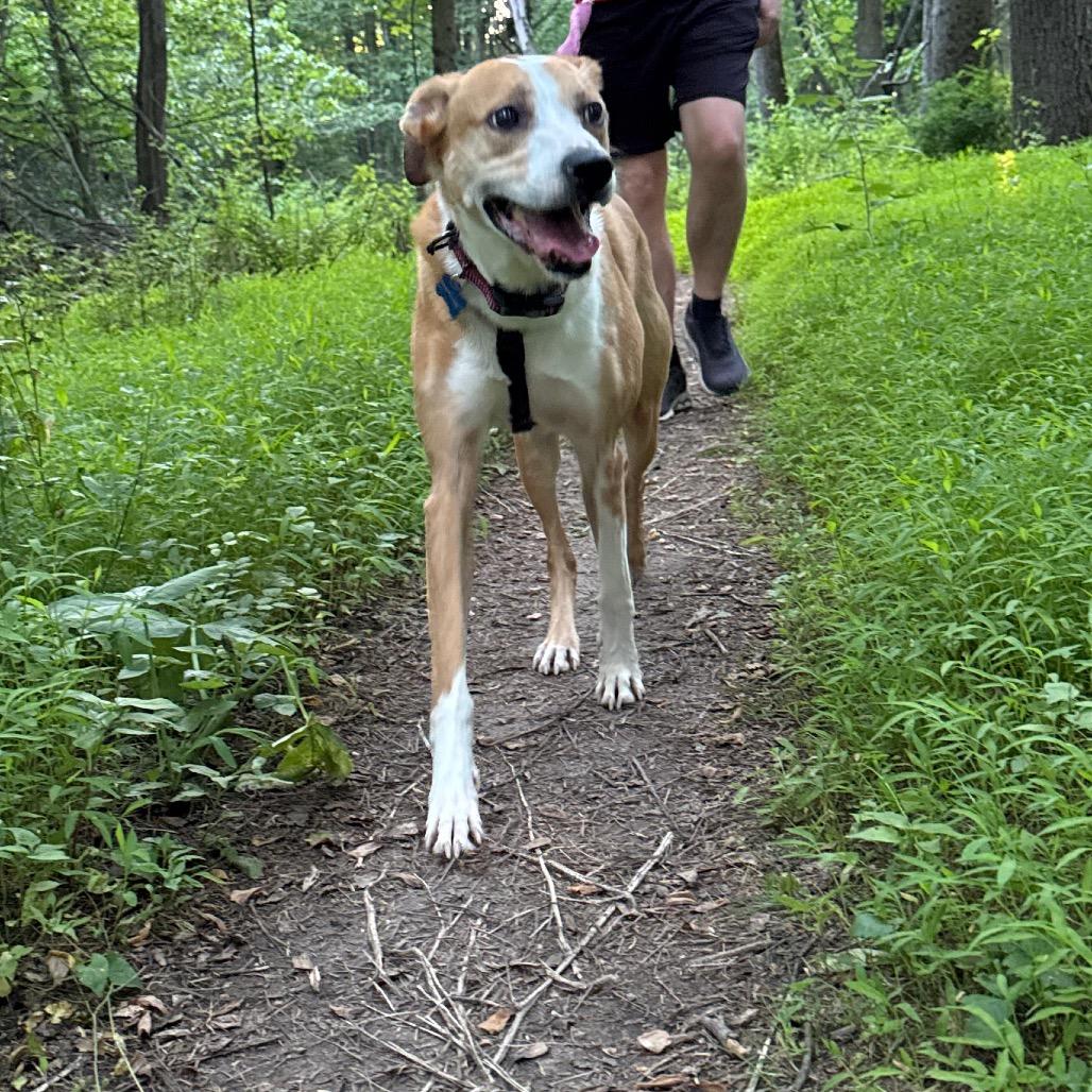 Enlarge Sunny, a Adoptable mixed breed in Frederick, MD image 6/6