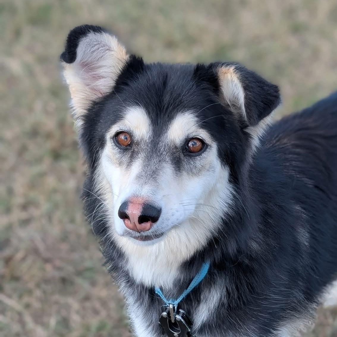 Corra — thumbnail 2