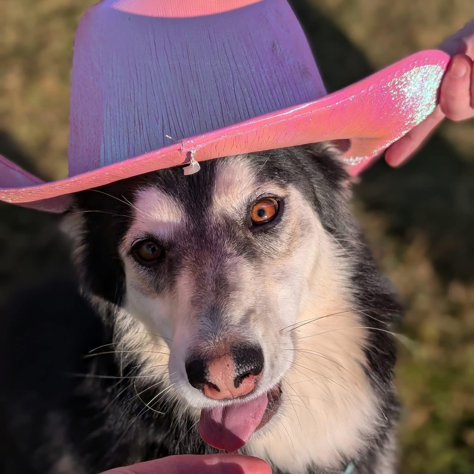 Corra — thumbnail 4