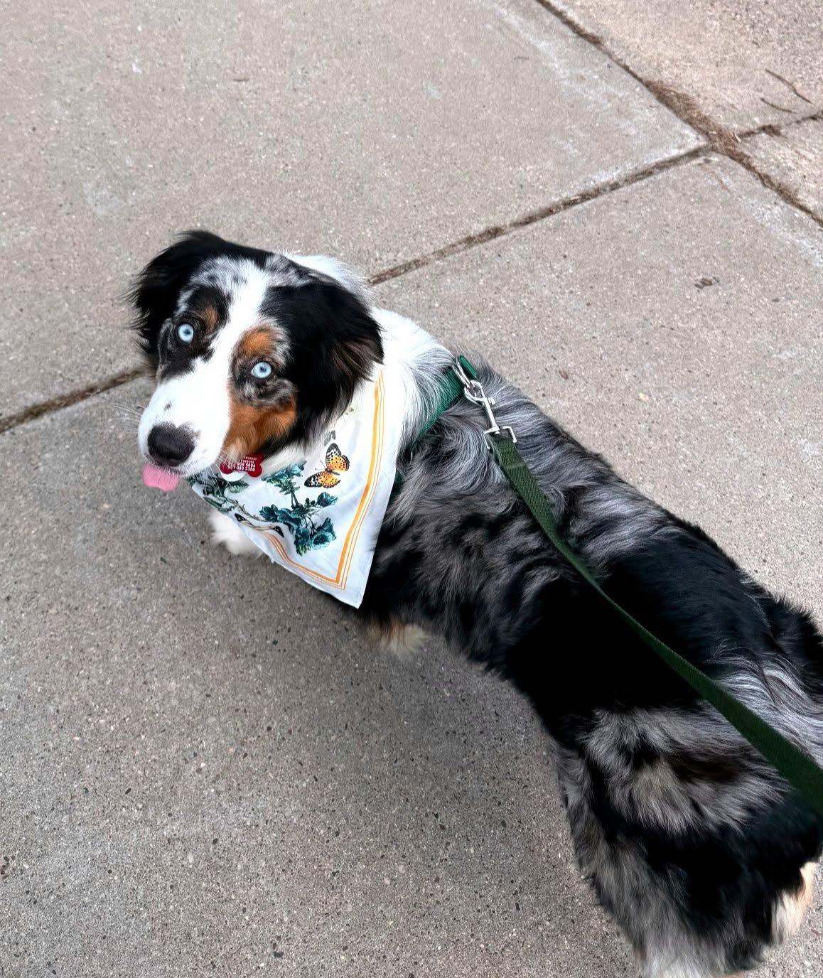 Symphony, Adoptable, Adult Female Australian Shepherd.