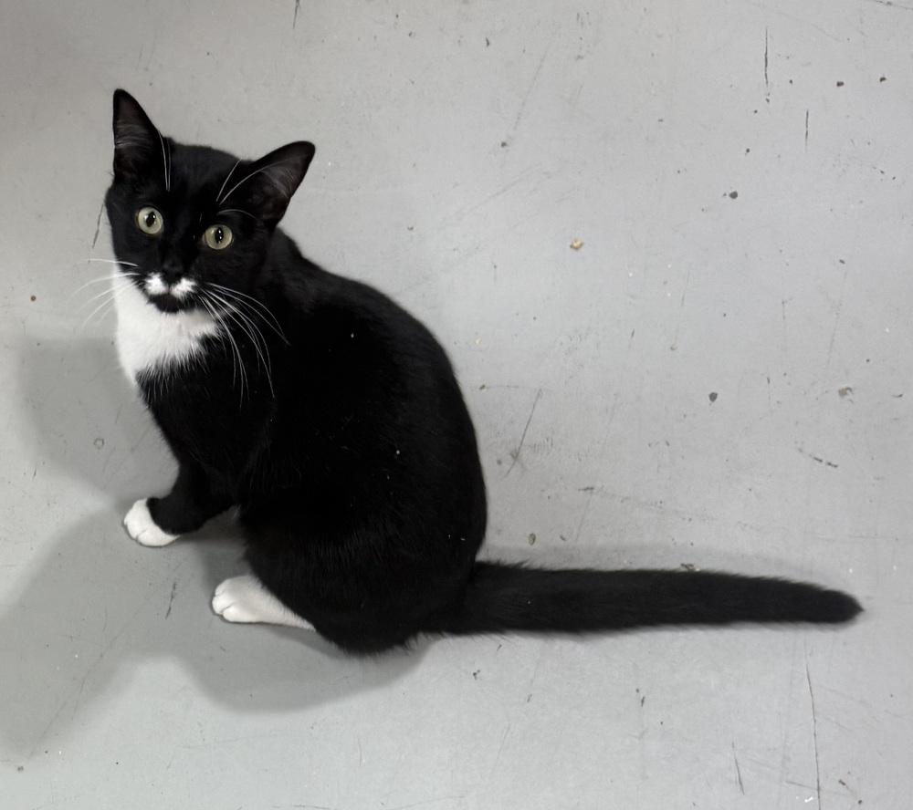 Enlarge Ugo, a Adoptable mixed breed in Jackson, GA image 1/6