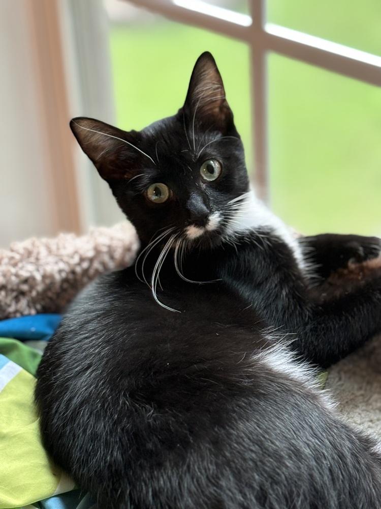 Ugo, Adoptable, Young Male Domestic Short Hair.