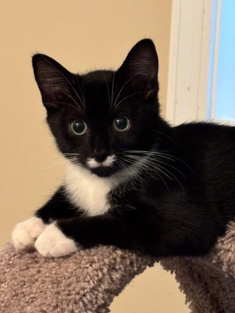 Enlarge Ugo, a Adoptable mixed breed in Jackson, GA image 2/6