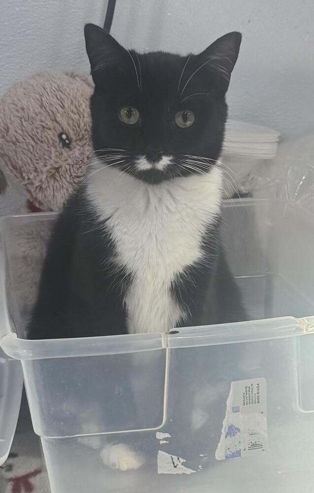 Enlarge Ugo, a Adoptable mixed breed in Jackson, GA image 3/6