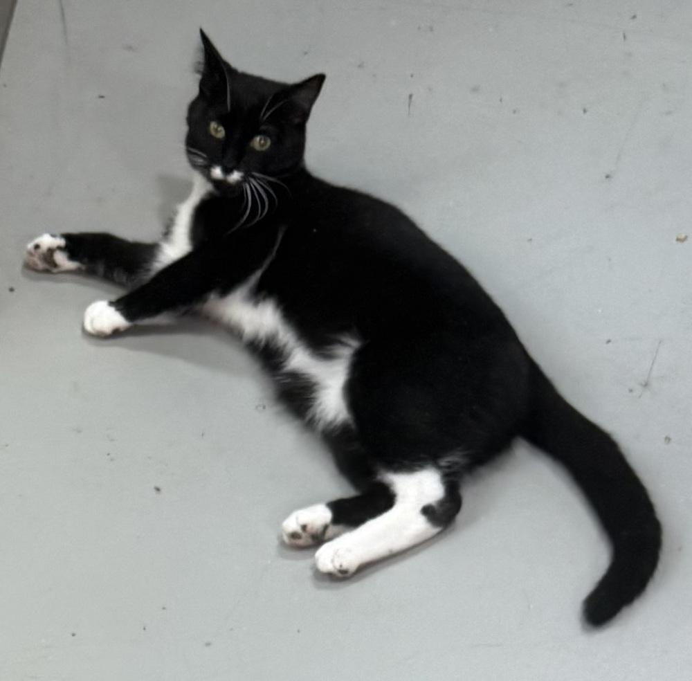 Enlarge Ugo, a Adoptable mixed breed in Jackson, GA image 4/6