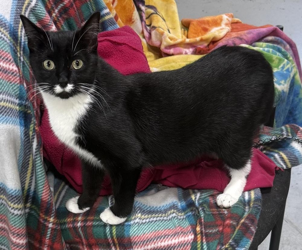 Enlarge Ugo, a Adoptable mixed breed in Jackson, GA image 5/6