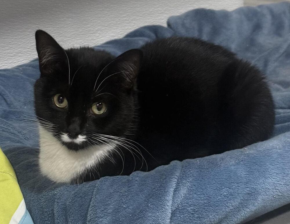 Enlarge Ugo, a Adoptable mixed breed in Jackson, GA image 6/6