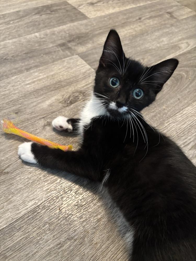 Enlarge Ugo, a Adoptable mixed breed in Jackson, GA image 5/6