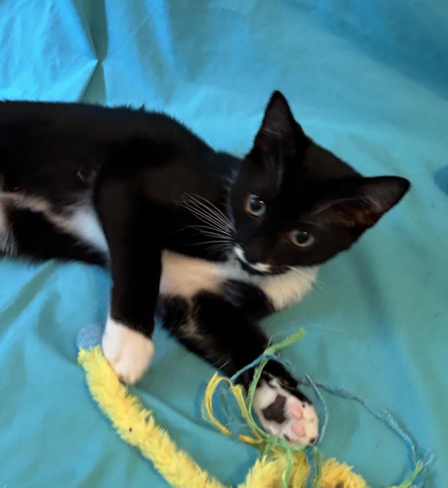 Enlarge Ugo, a Adoptable mixed breed in Jackson, GA image 6/6