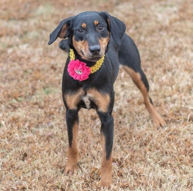 ELPHABA, Adoptable, Young Female Brittany Spaniel & Mixed Breed.