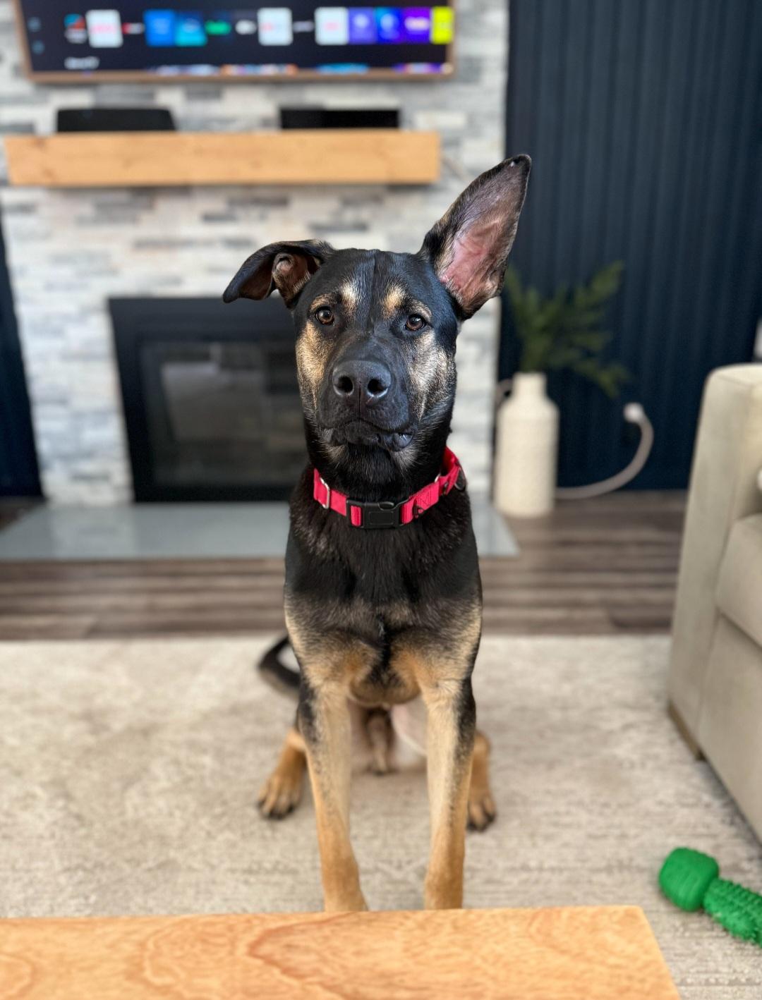 Rex, Adoptable, Young Male German Shepherd Dog & Australian Kelpie.