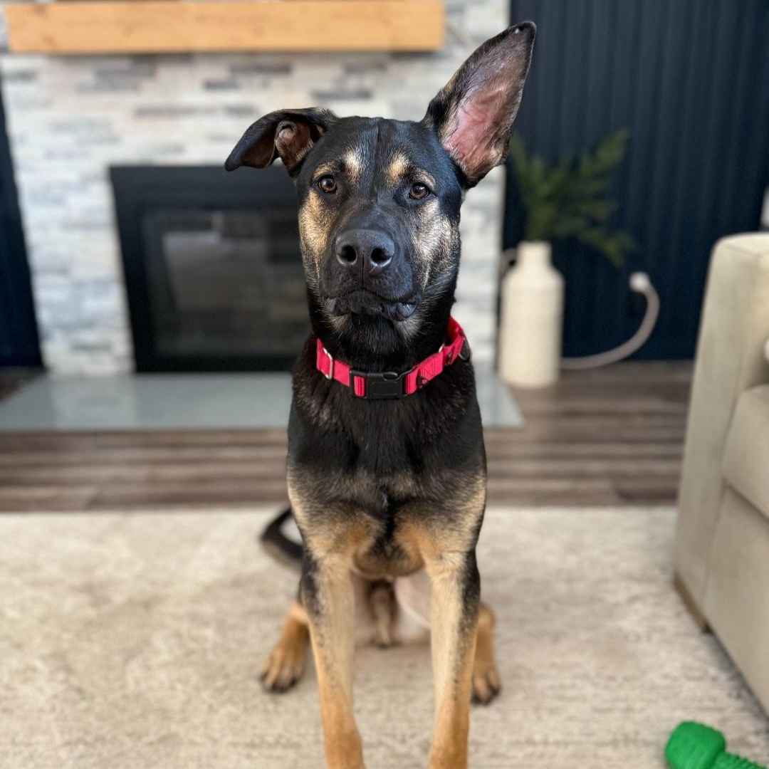 Enlarge Rex, an adopted mixed breed in Tarzana, CA image 1/6