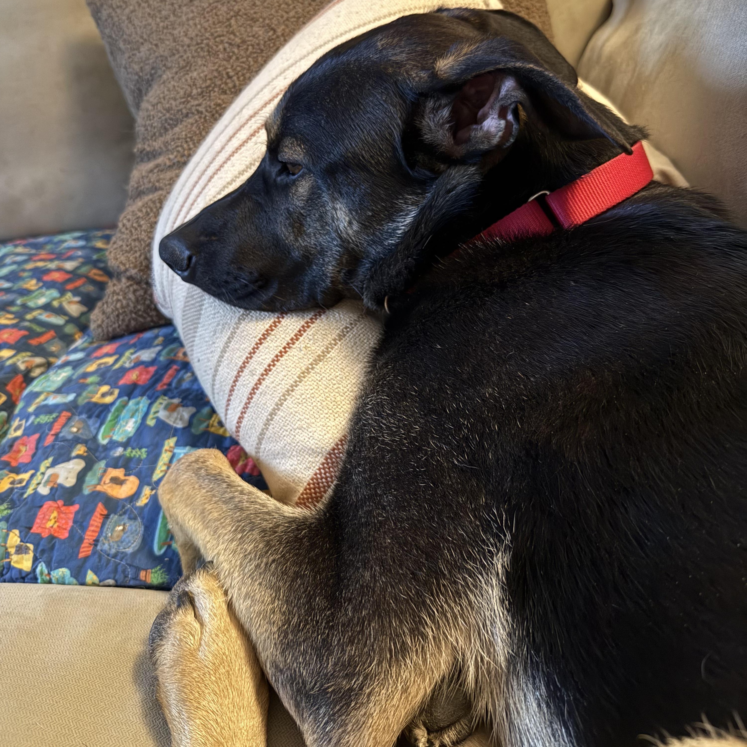 Enlarge Rex, an adopted mixed breed in Tarzana, CA image 2/6