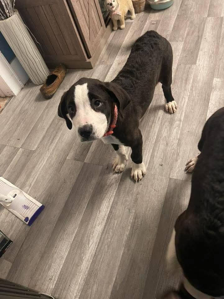 Enlarge Kimberly, a Adoptable Mixed Breed in East Peoria, IL image 3/5