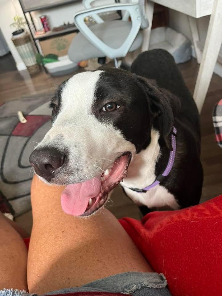 Enlarge Kimberly, a Adoptable Mixed Breed in East Peoria, IL image 5/5