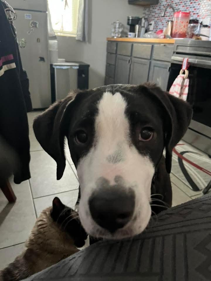 Kimberly, Adoptable, Puppy Female Mixed Breed.